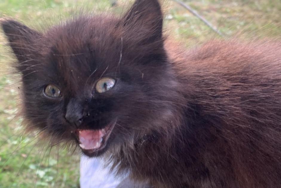 Alerte Découverte Chat Inconnu Marigny France