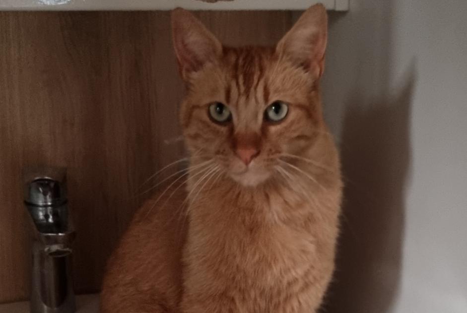 Alerte Disparition Chat Mâle , 3 ans Doucier France